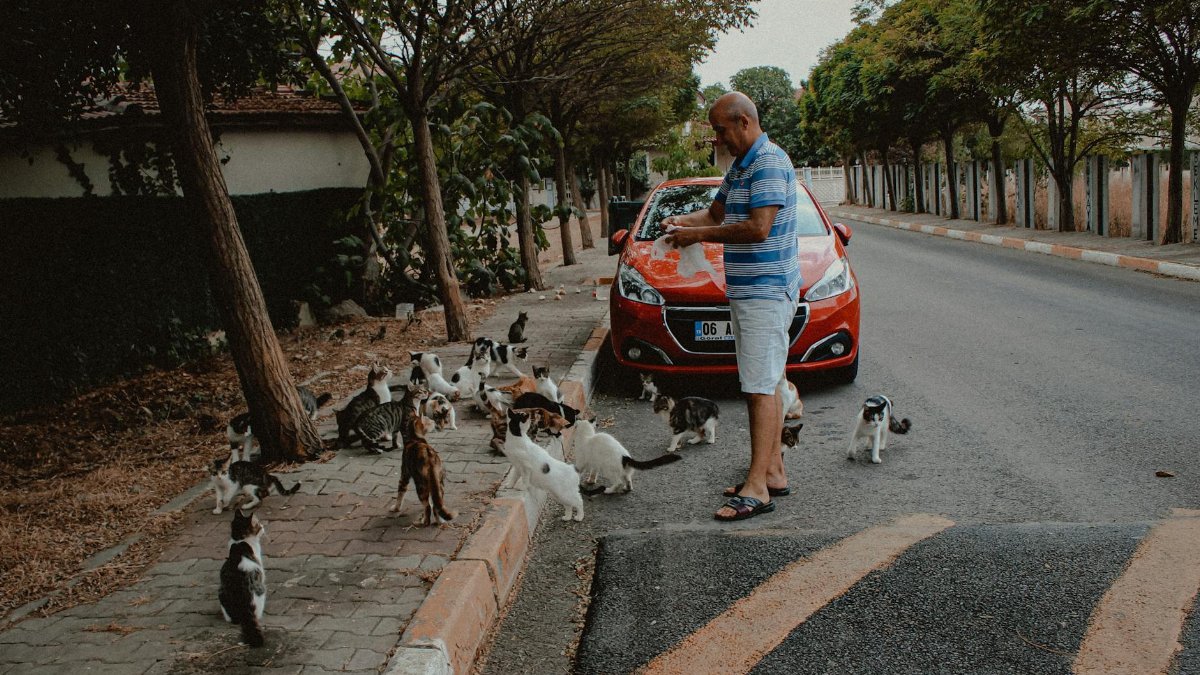 A man feeds a gathering of stray cats by a roadside, showcasing kindness in urban life.