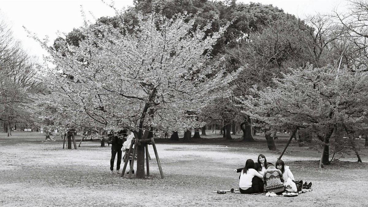 Black and white photo of friends enjoying a picnic under cherry blossoms in Tokyo.