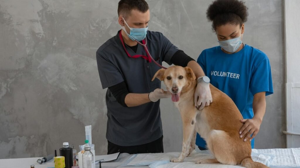 Vet and volunteer examining a dog in a clinic. Professional healthcare assistance.