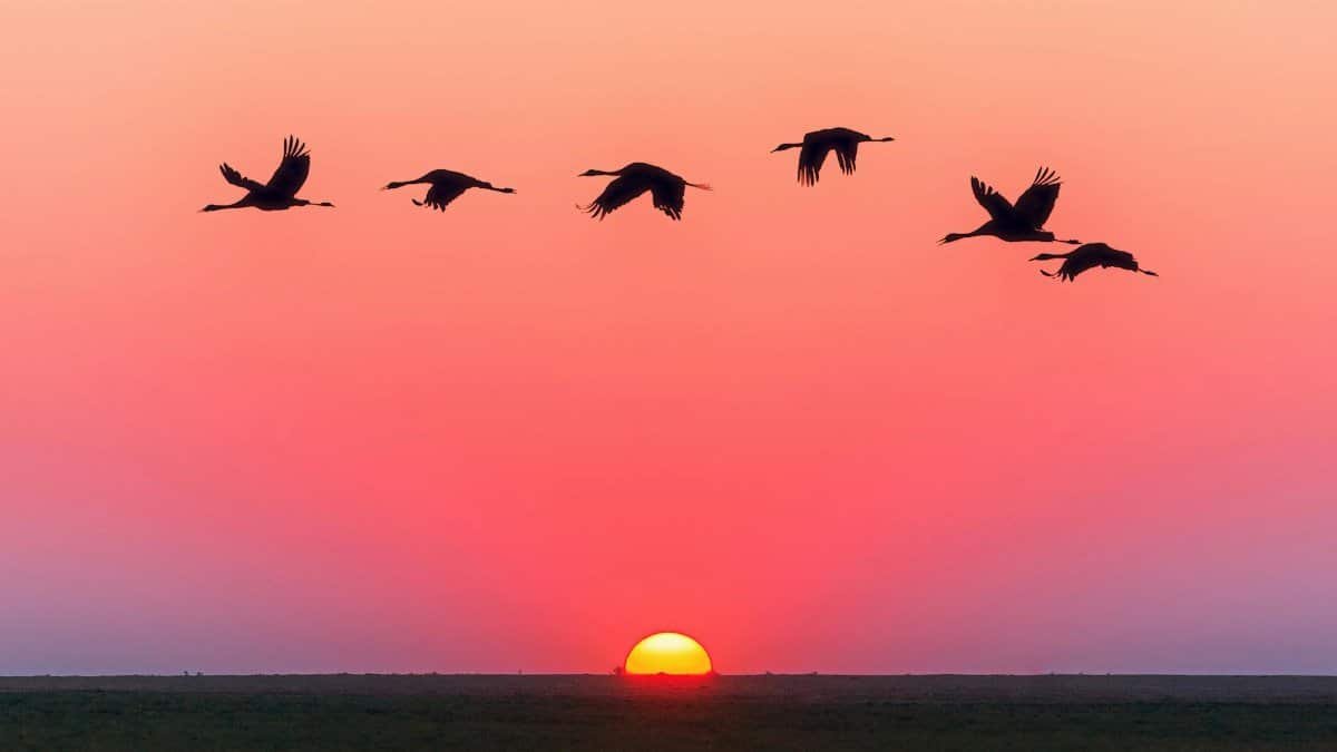 A serene image of birds in flight silhouetted against a vivid sunset with a clear horizon.