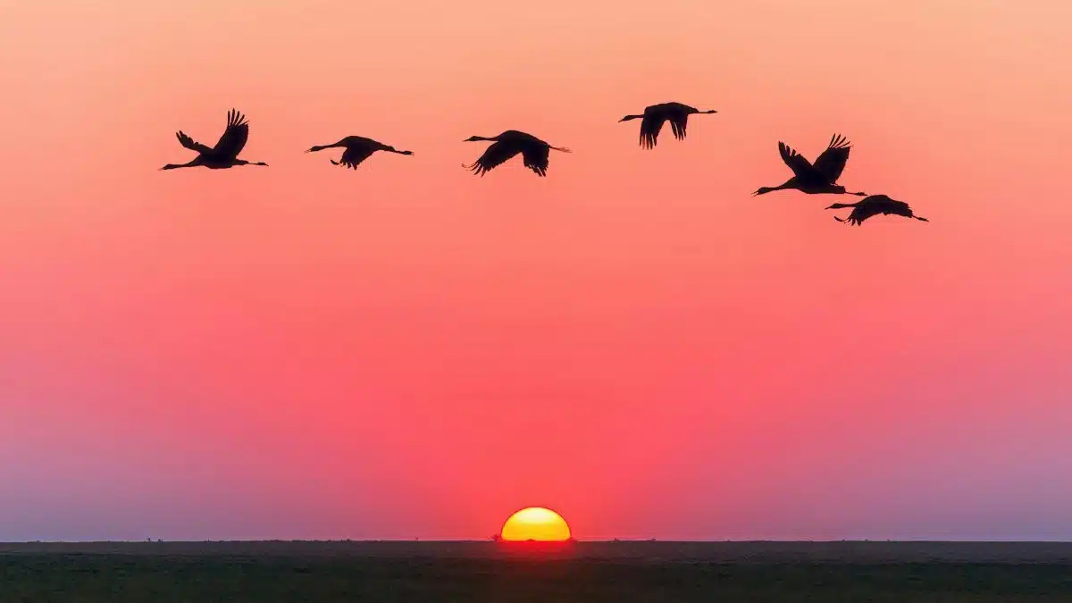 A serene image of birds in flight silhouetted against a vivid sunset with a clear horizon.