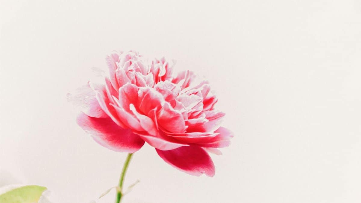 Close-up of a vibrant pink flower with soft petals on a light background.