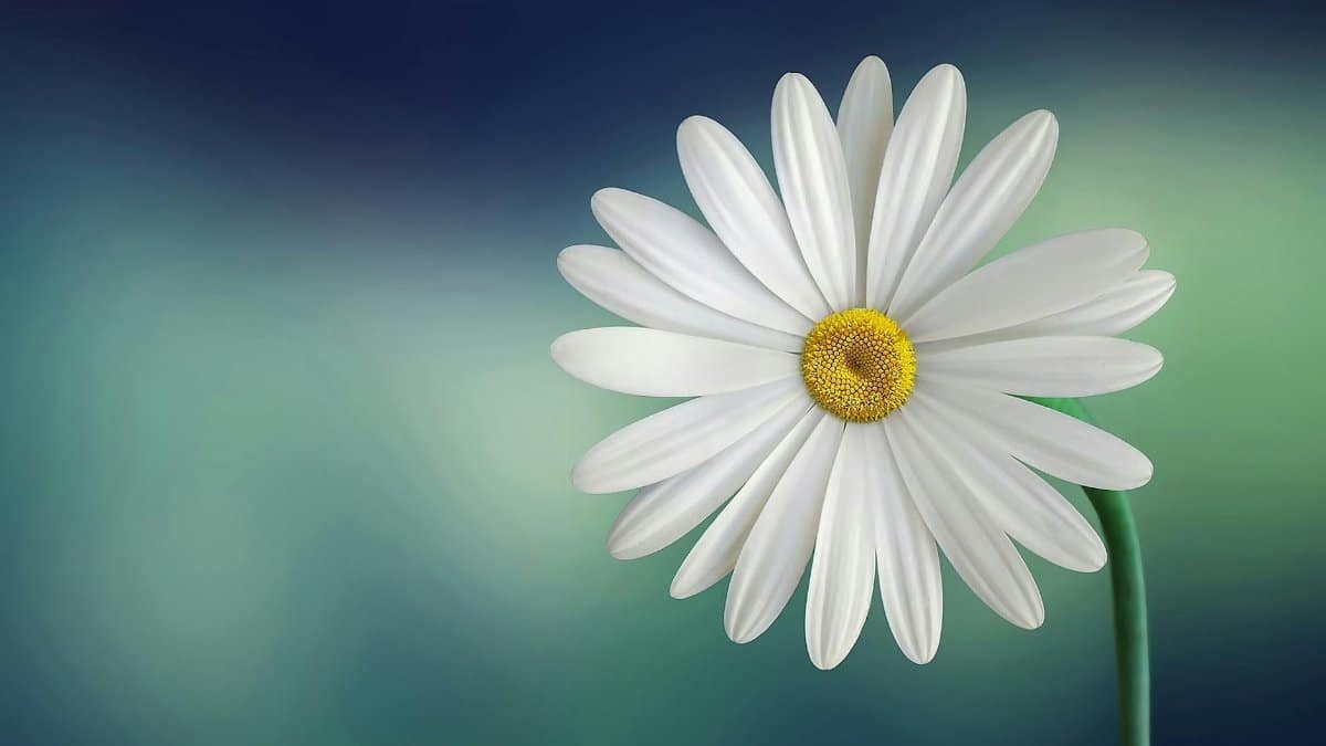 Beautiful close-up of a daisy flower with a soft blurry background, perfect for wallpapers.