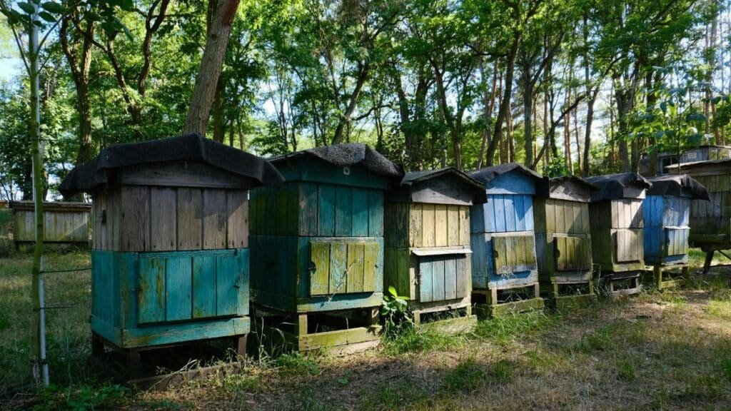 Colorful wooden beehives in a serene forest setting, capturing the essence of natural beekeeping.