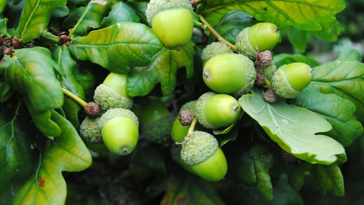 Detailed view of fresh green acorns clustered on oak tree branches with lush leaves.