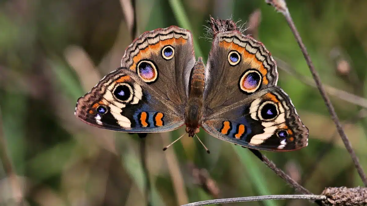 A detailed and colorful close-up of a Common Buckeye butterfly resting on grass.