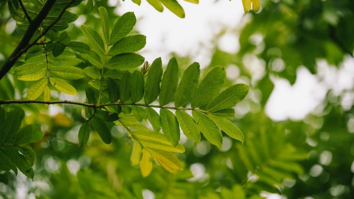 Vibrant green mountain ash leaves in a natural summer setting, showcasing lush foliage and fresh growth.