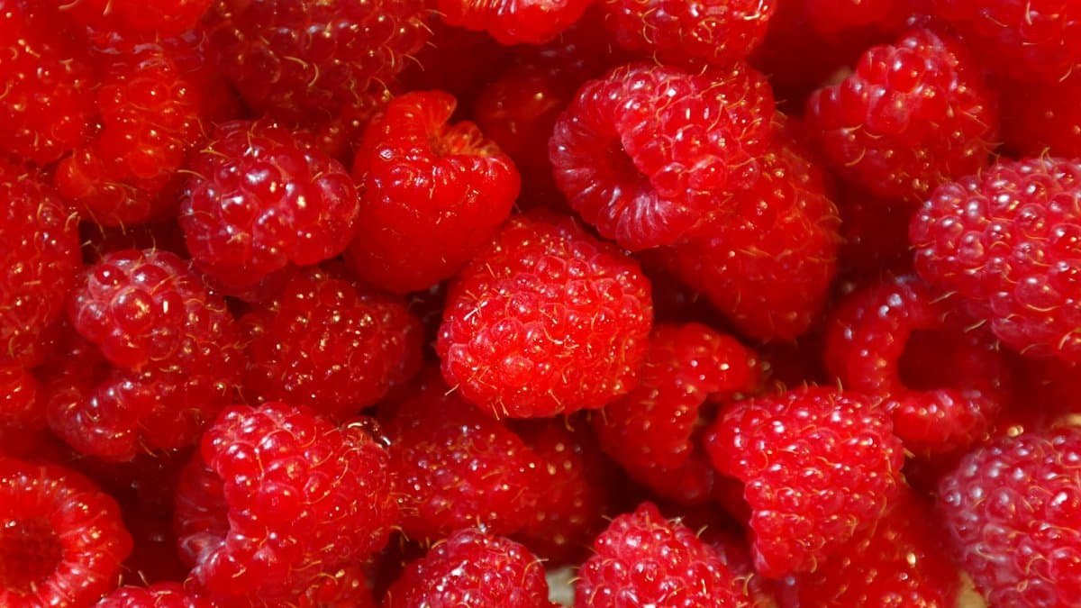 A close-up shot of vibrant red raspberries, fresh and ready to eat.