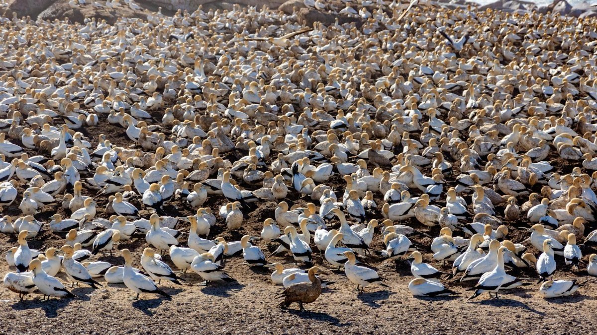 A vast gathering of Cape Gannets on the rocky shore of Lambert's Bay, South Africa.