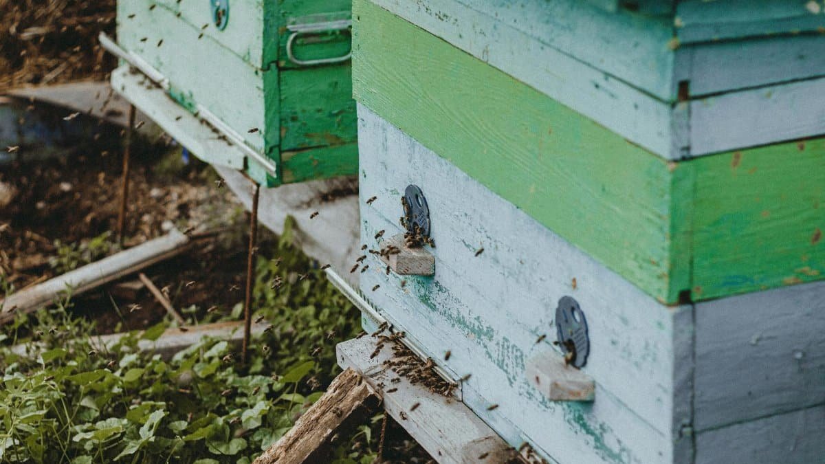 Colorful wooden bee hives with active bees in a lush outdoor setting, showcasing beekeeping.