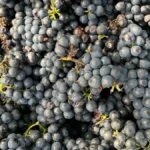 A detailed view of fresh, organic grapes perfect for winemaking, highlighting their juicy texture and vibrant colors.