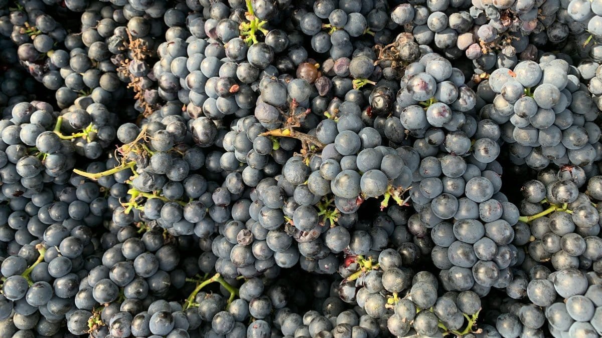 A detailed view of fresh, organic grapes perfect for winemaking, highlighting their juicy texture and vibrant colors.