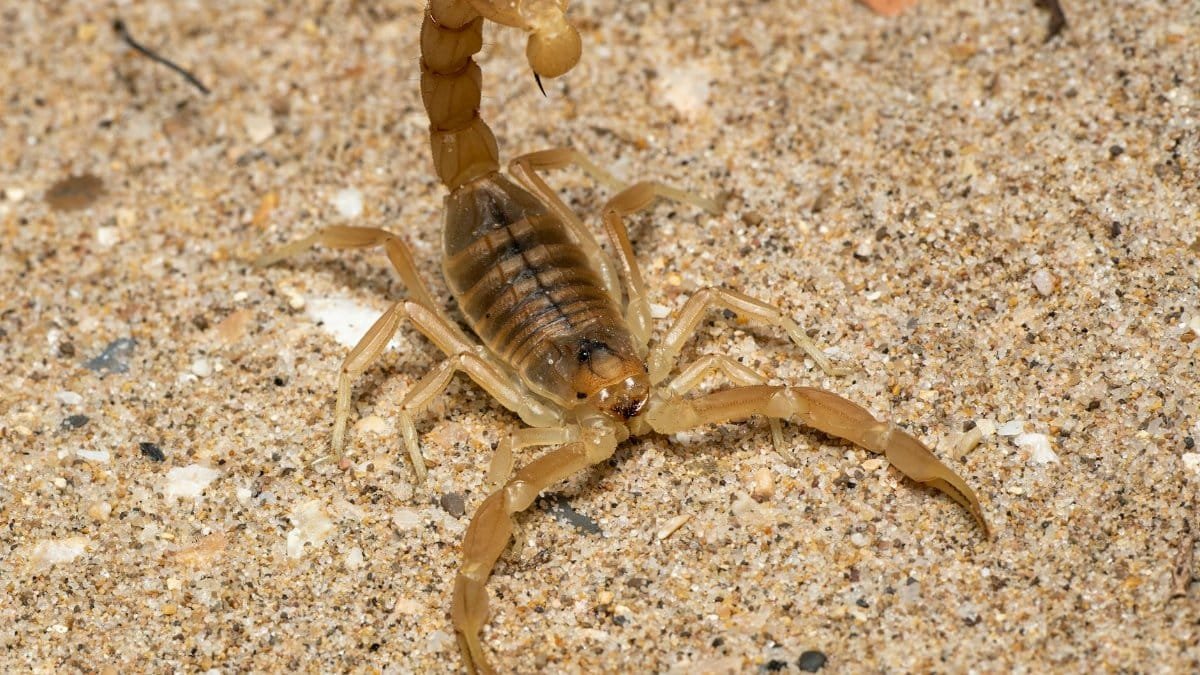 Dangerous yellow scorpion poised defensively on sandy ground in Valencia, Spain.