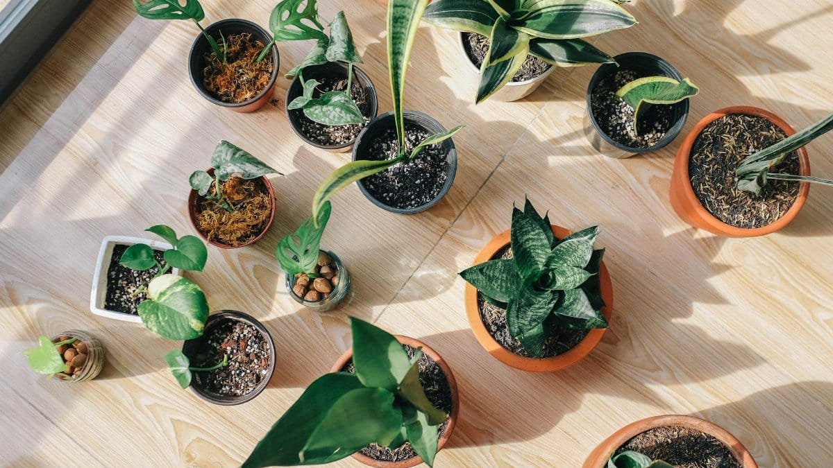 A top view of various potted indoor plants on a sunlit wooden floor showcasing greenery and home decor.