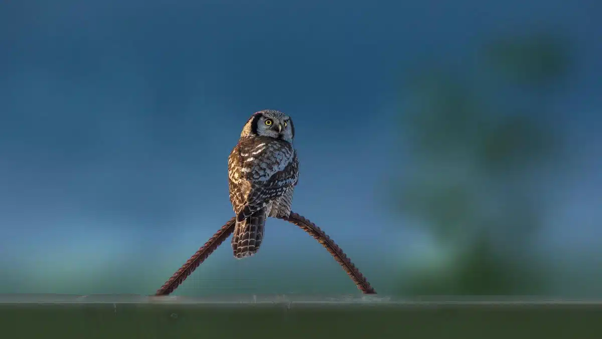 A Northern Hawk-Owl perched on a steel bar in a serene outdoor setting.