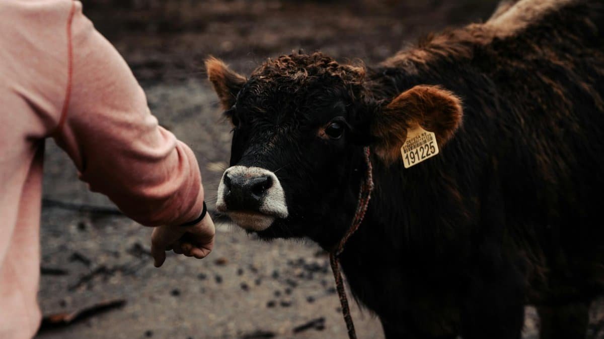 A young calf with an ear tag interacts with a person in a rural farm environment in Cruz Alta, Brazil.