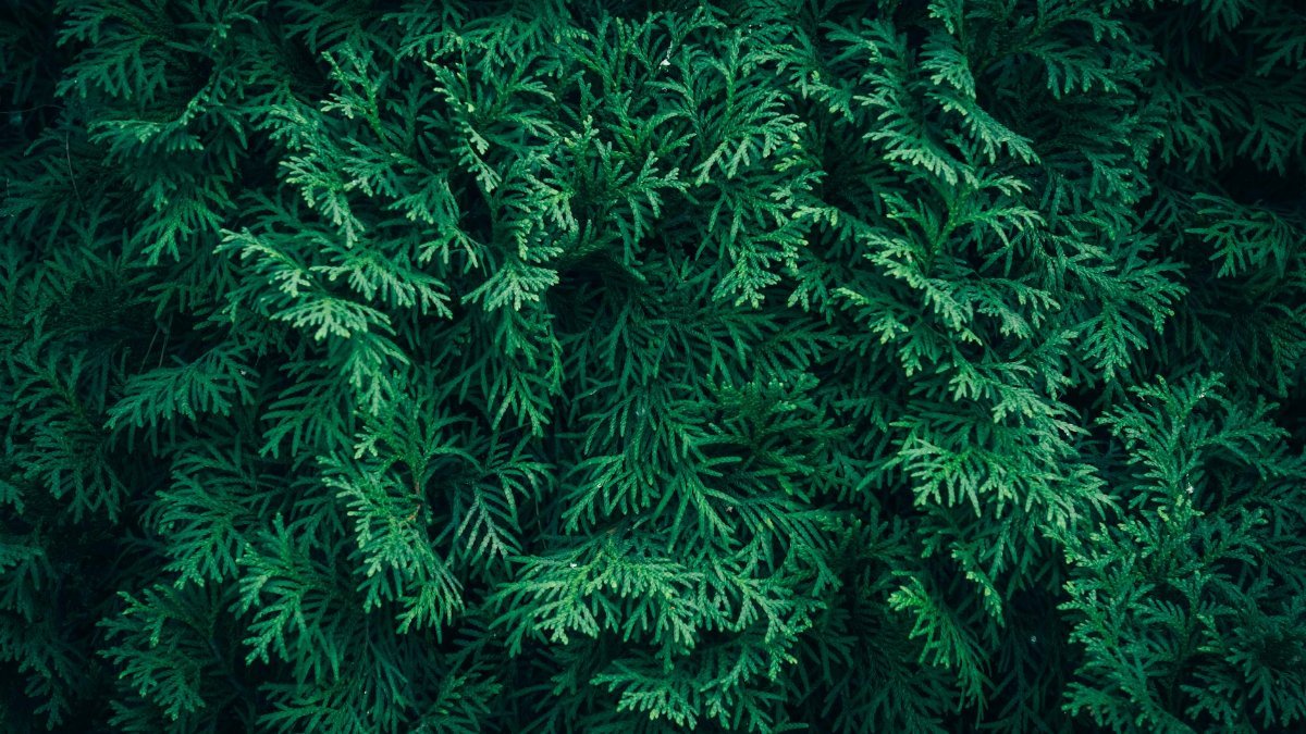 Detailed close-up of lush green cedar foliage, providing a rich natural texture.