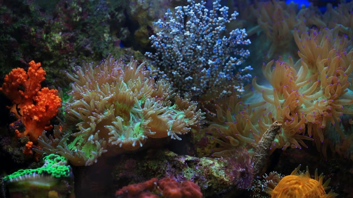 A vividly colorful coral reef ecosystem showcasing diverse marine life.