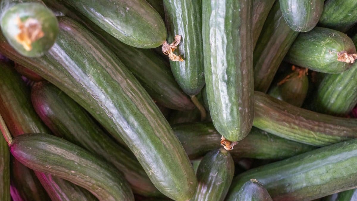 Close-up of fresh organic cucumbers, perfect for healthy meals and recipes.