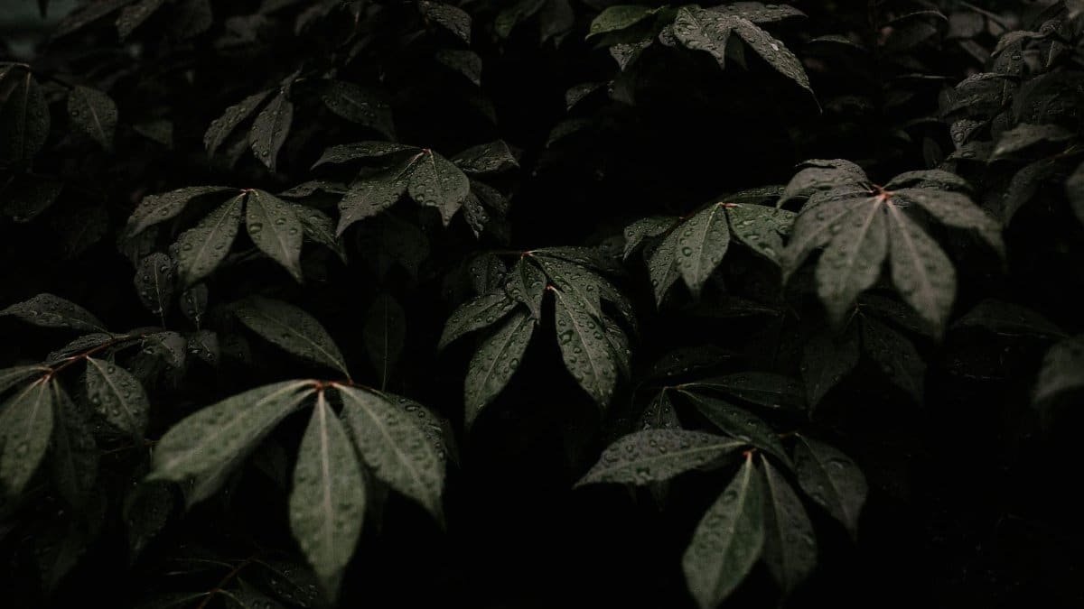 Dark moody leaves covered in dewdrops after rain, showcasing nature's texture.