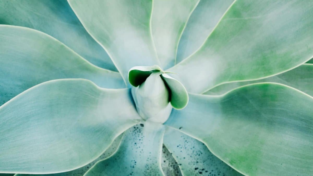 A detailed close-up of an agave plant with striking green leaves and a textured surface.