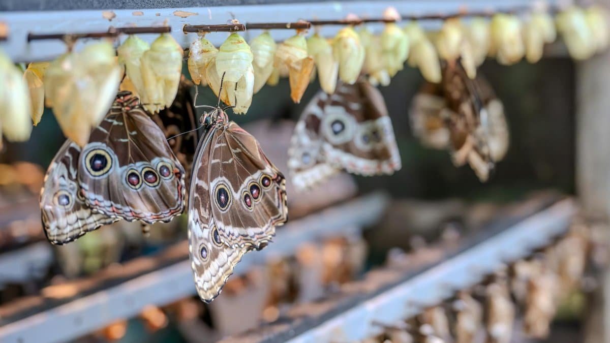 Close-up of butterflies emerging from chrysalis in a controlled habitat, showcasing metamorphosis.