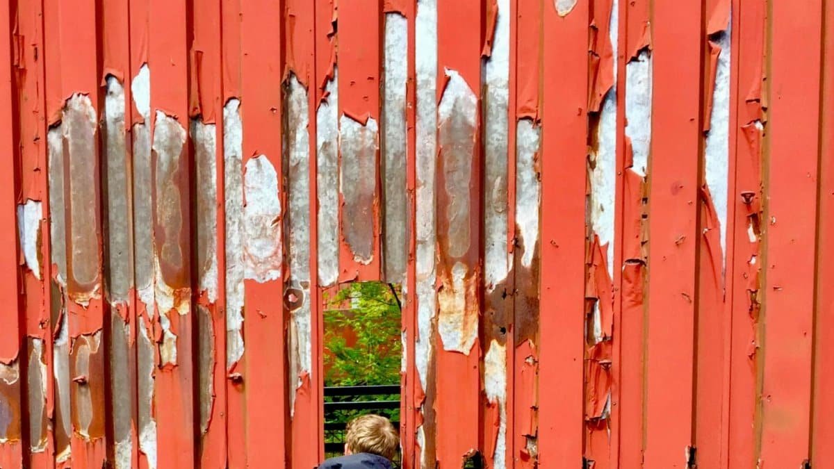 A person in a jacket looks through a gap in a rusty metal fence, observing the greenery beyond.