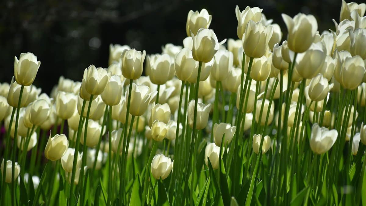 A stunning field of white tulips in full bloom capturing the essence of spring in Hot Springs, Arkansas.