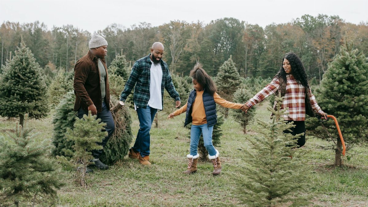 Full body of optimistic African American family walking on tree farm and carrying Christmas tree while holding hands in field