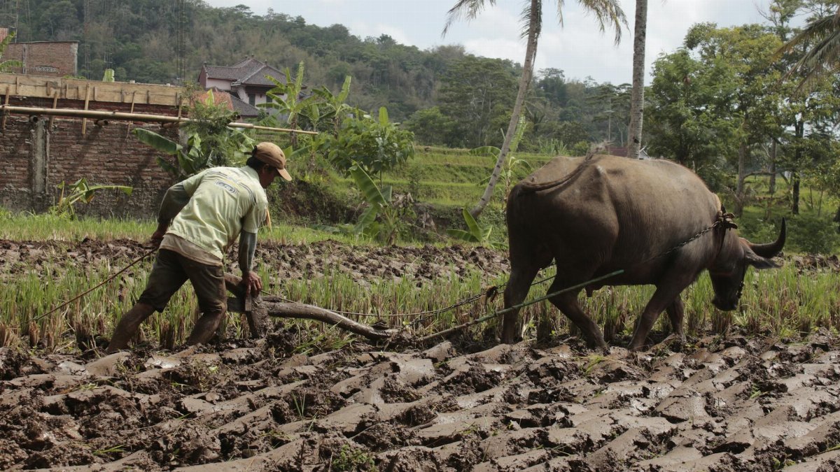 A farmer plows a rice field with an ox in Kuningan, Indonesia, showcasing traditional agriculture.