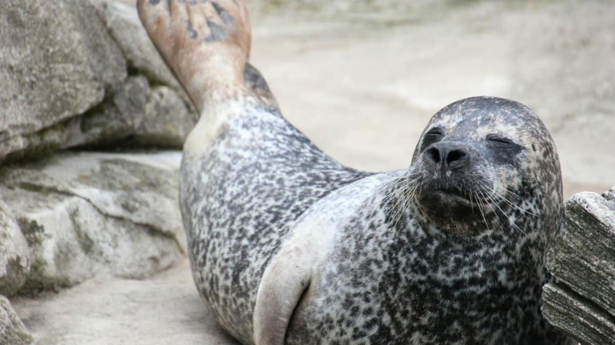 A harbor seal peacefully resting on sunlit rocks, showcasing its natural habitat.