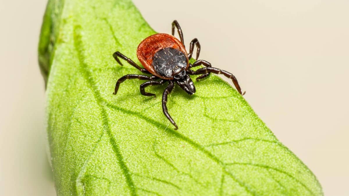 Close-up of an Ixodes ricinus tick on a green leaf, highlighting its parasitic nature and disease potential.