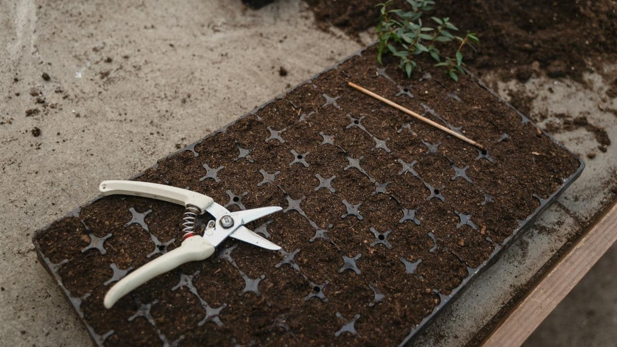 Close-up of gardening tools next to a soil filled seedling tray ready for planting.