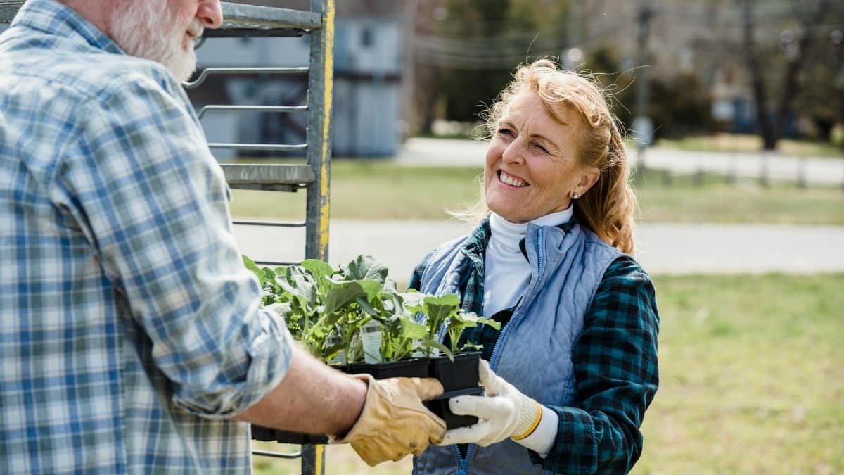 Couple of elderly gardeners in checkered shirt standing in farmland and holding box with green fresh lettuce leaves together while looking away in daytime
