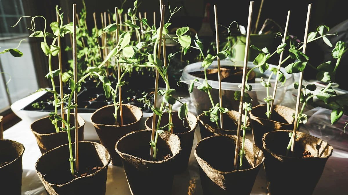 Sunlit pea plants growing indoors in organic pots, showcasing vibrant green foliage.