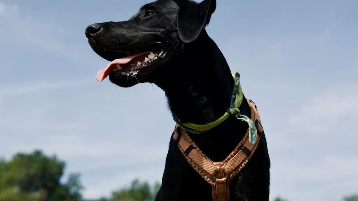 Playful black Labrador in a park with tongue out, wearing a collar and harness.