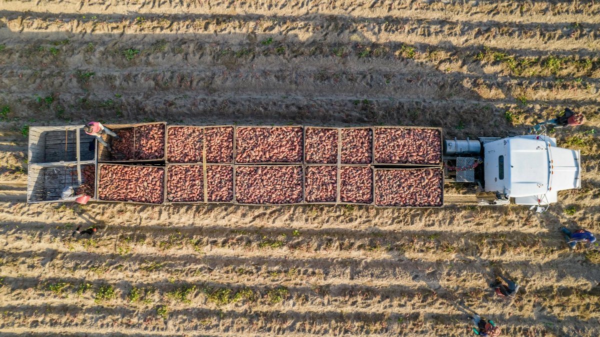 Aerial shot of a truck and farmers harvesting sweet potatoes on a North Carolina farm.