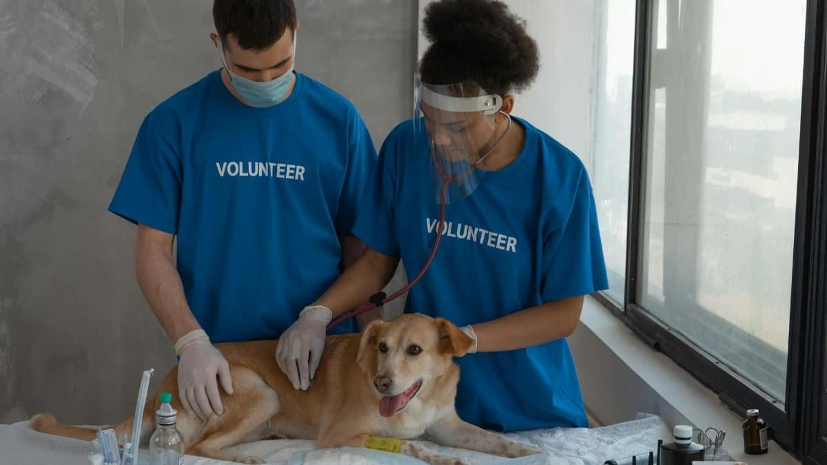 Volunteers conducting a health check-up on a dog in a clinic setting.