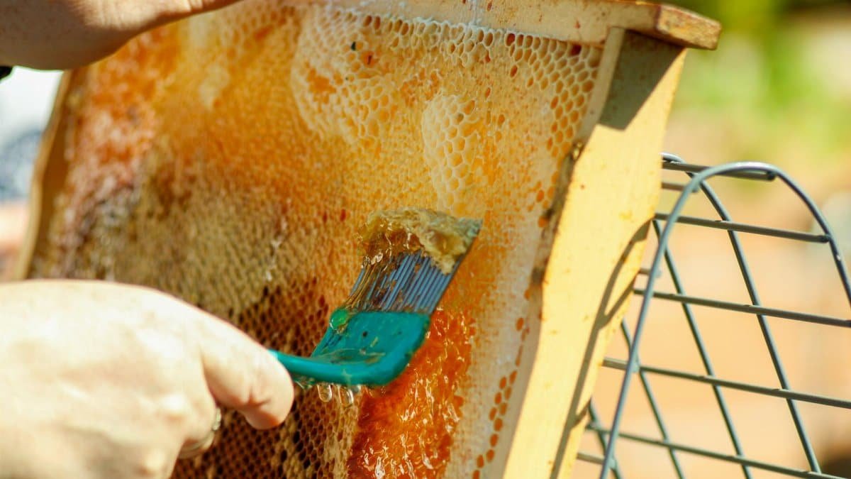 Detailed close-up of honey being extracted from a honeycomb frame using a tool in a bee farm.