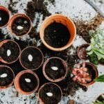 Multiple pots with soil and seeds, ready for planting, in a spring gardening setting.