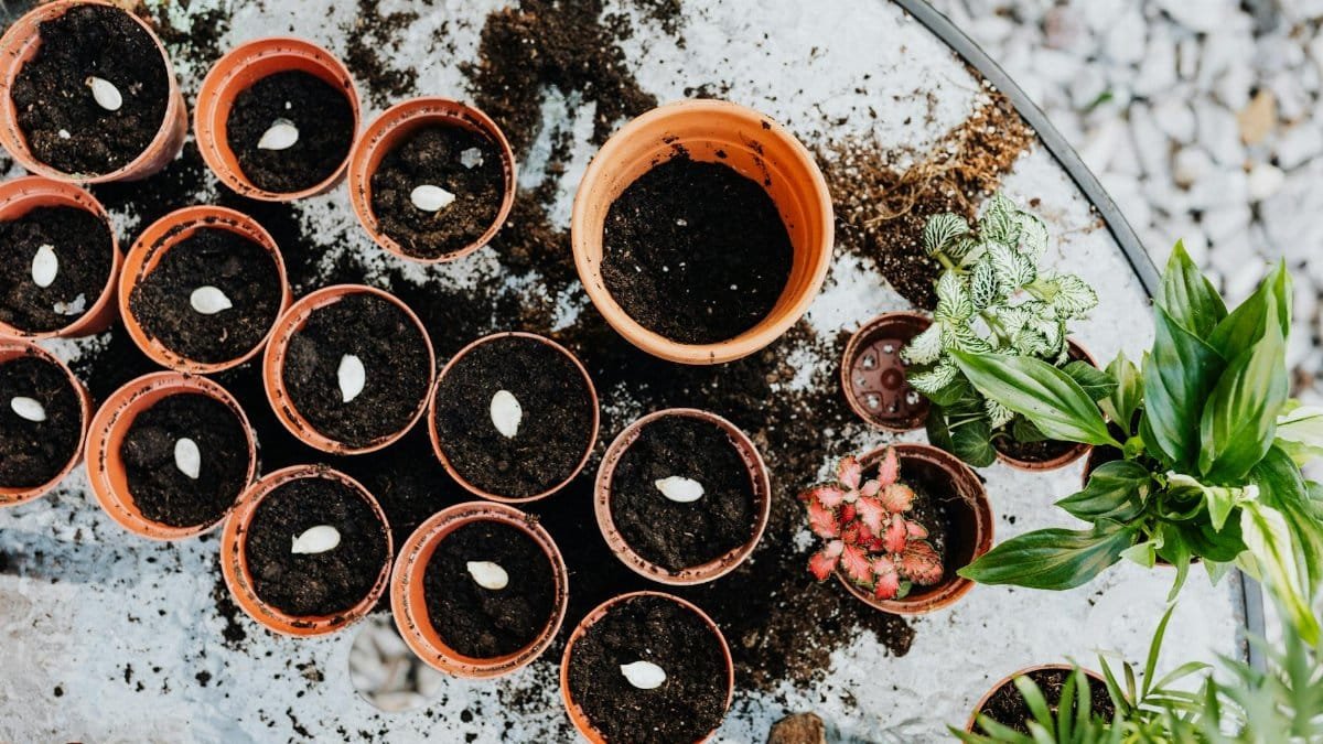 Multiple pots with soil and seeds, ready for planting, in a spring gardening setting.
