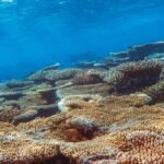 A vibrant underwater coral reef showcasing diverse marine life in clear ocean waters.