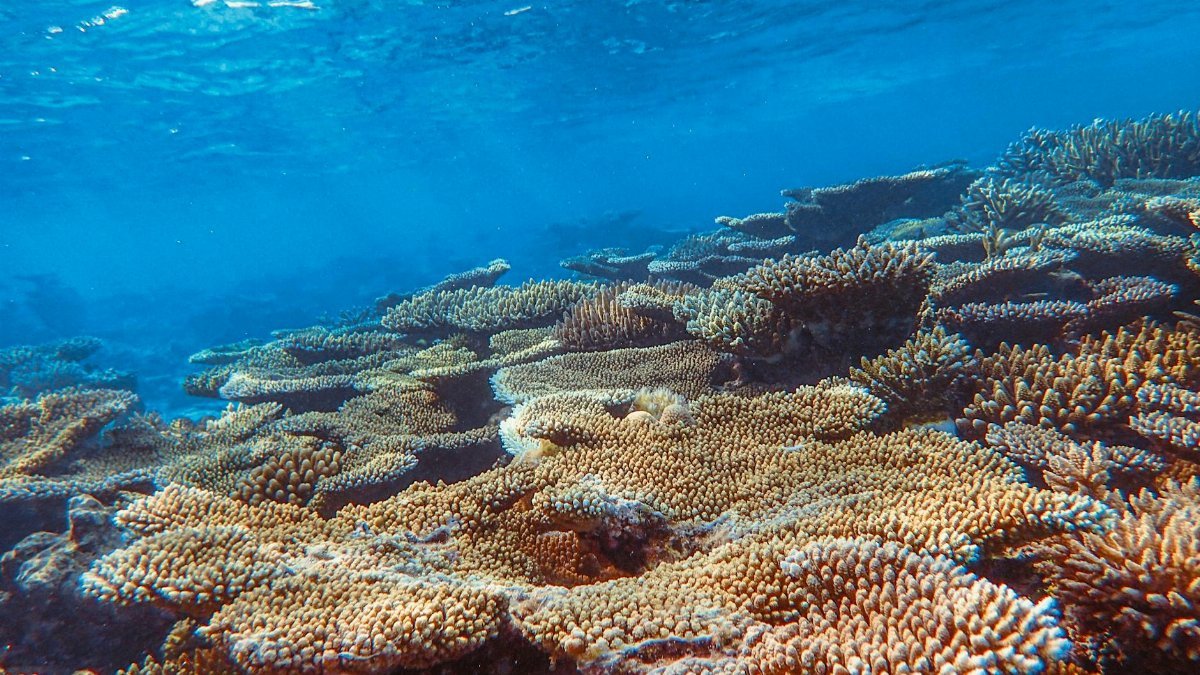 A vibrant underwater coral reef showcasing diverse marine life in clear ocean waters.