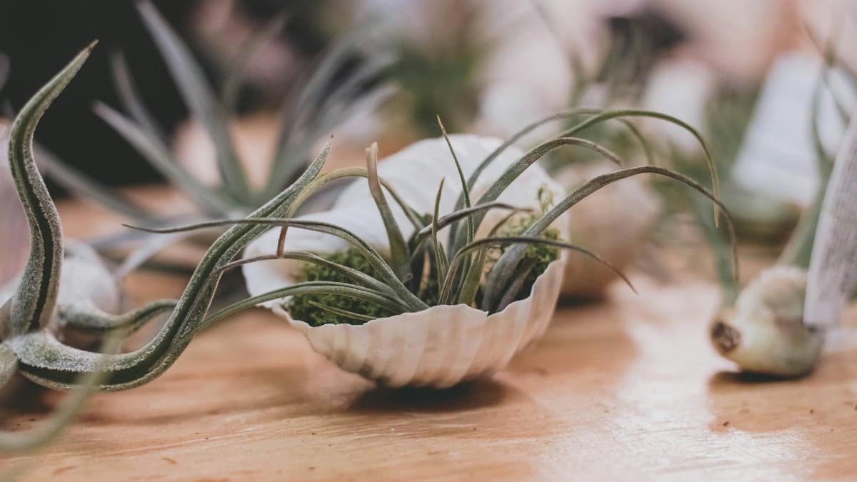 Close-up view of green air plants displayed in seashells on a wooden surface, showcasing natural decor.