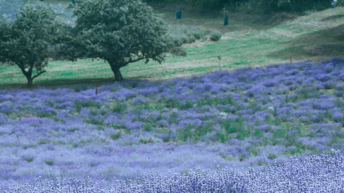 A peaceful lavender field with vibrant blooms and lush greenery in the countryside.