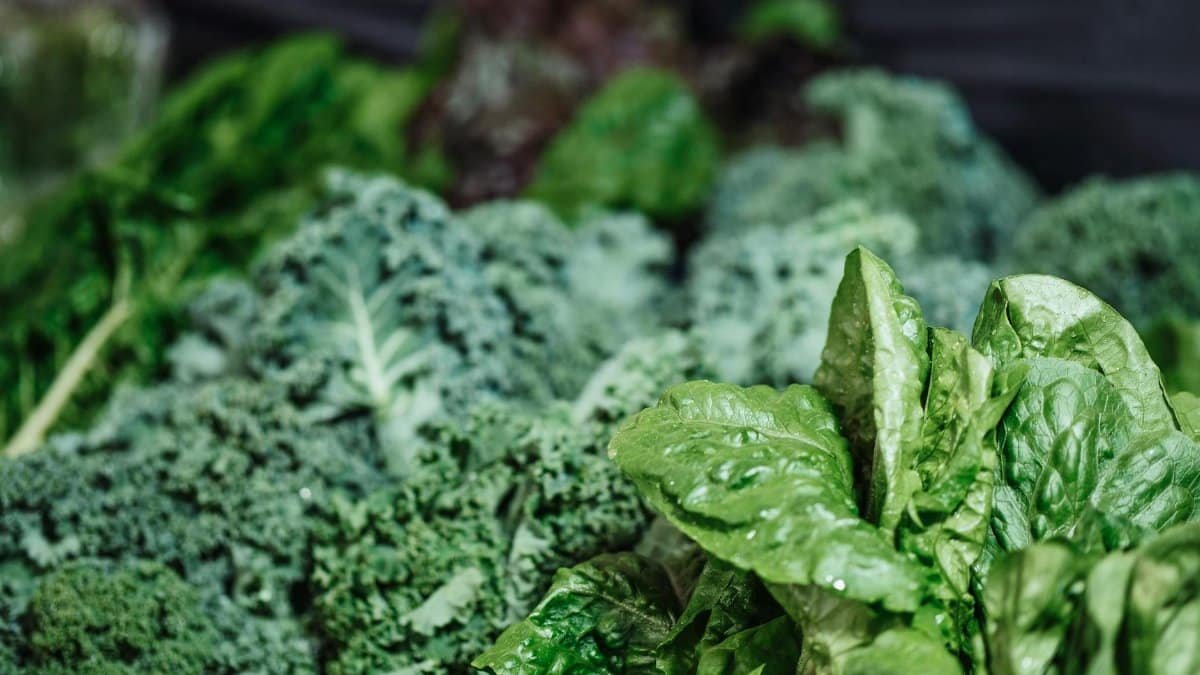 A vibrant mix of fresh kale, spinach, and textured greens in a close-up shot.