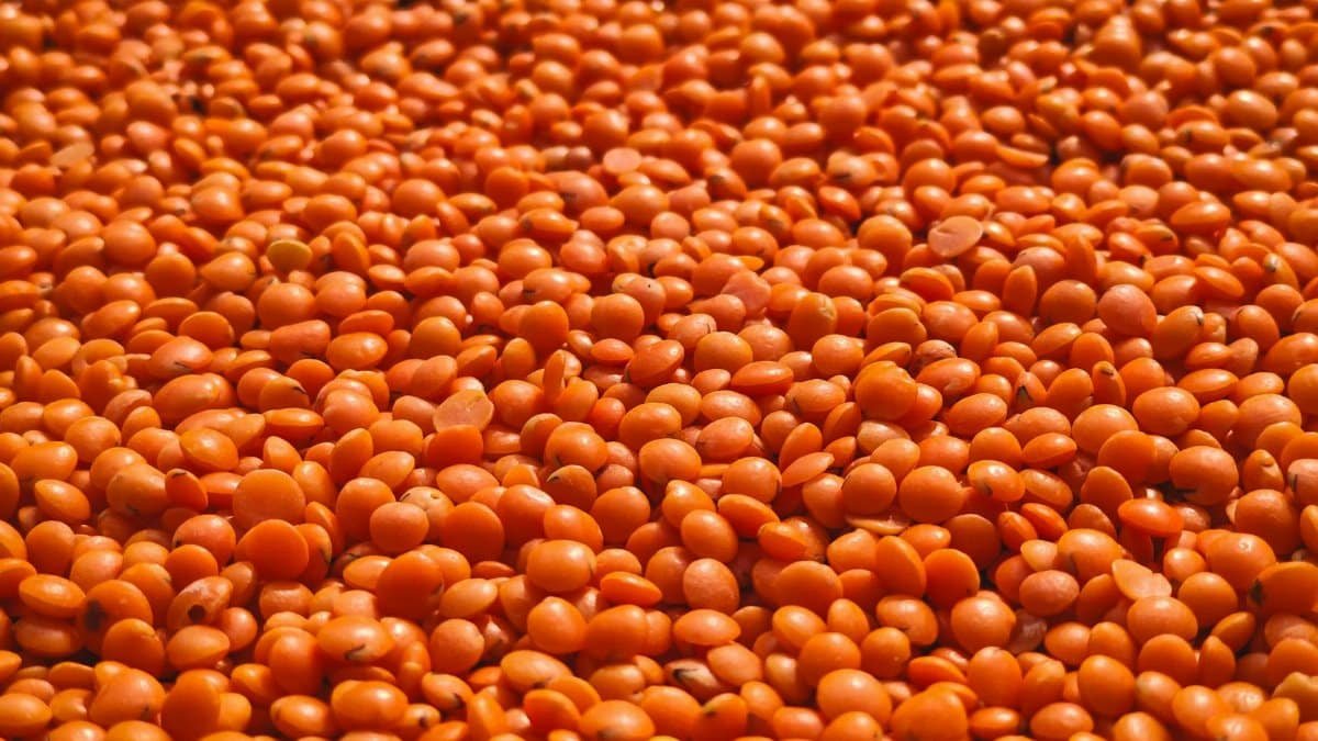 Close-up view of vivid orange lentils creating a textured, rich earthy background.