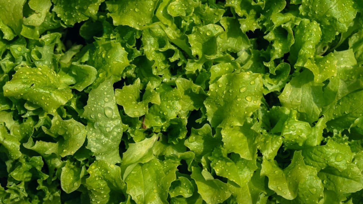 Close-up view of fresh green lettuce with dewdrops, showcasing natural freshness and vibrant color.