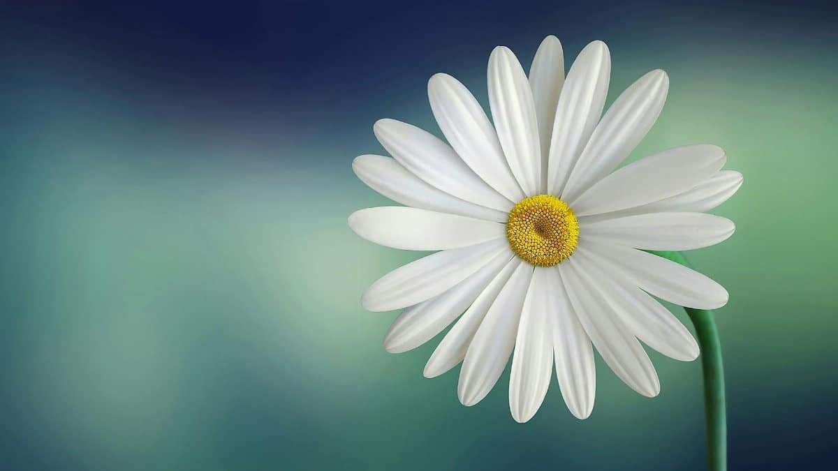 Beautiful close-up of a daisy flower with a soft blurry background, perfect for wallpapers.
