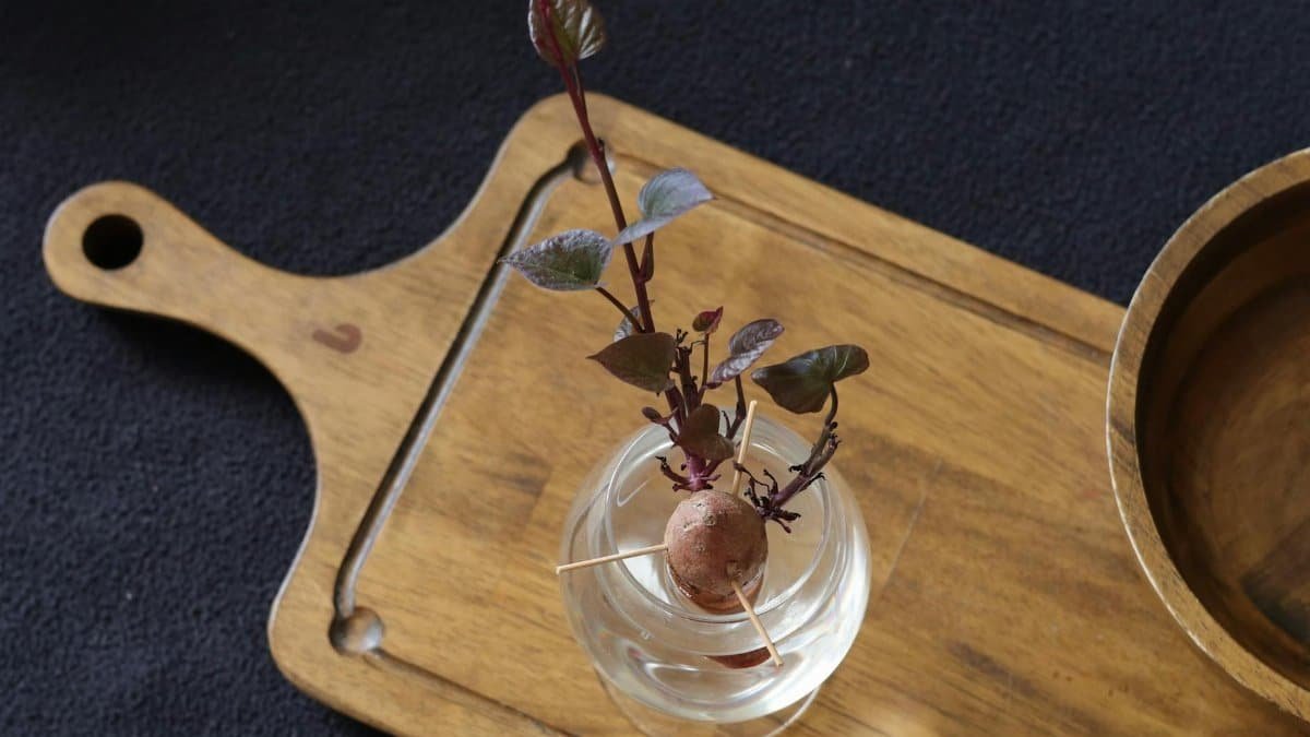 Sweet potato vine sprouting in water, placed on a wooden tray with a black background.